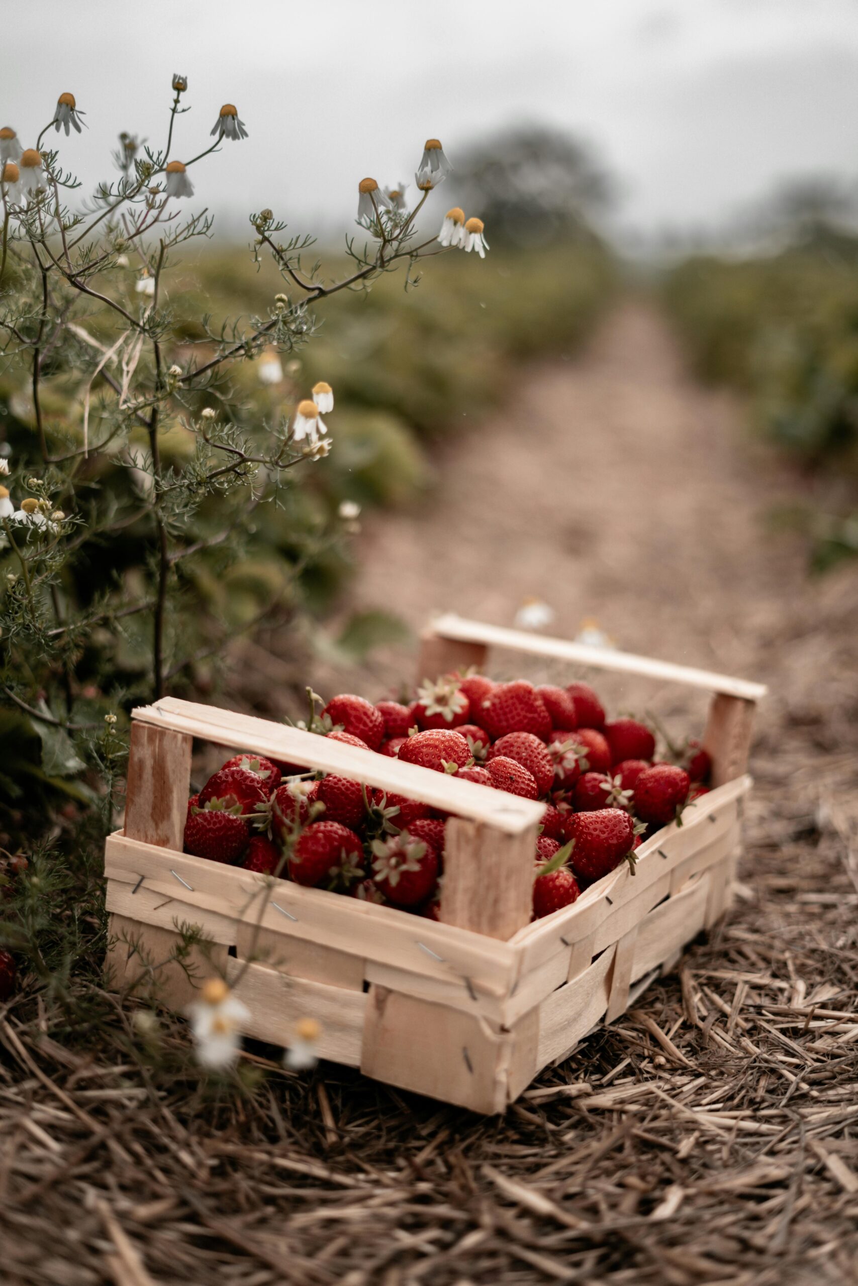 Your Guide to Local Berry Farms