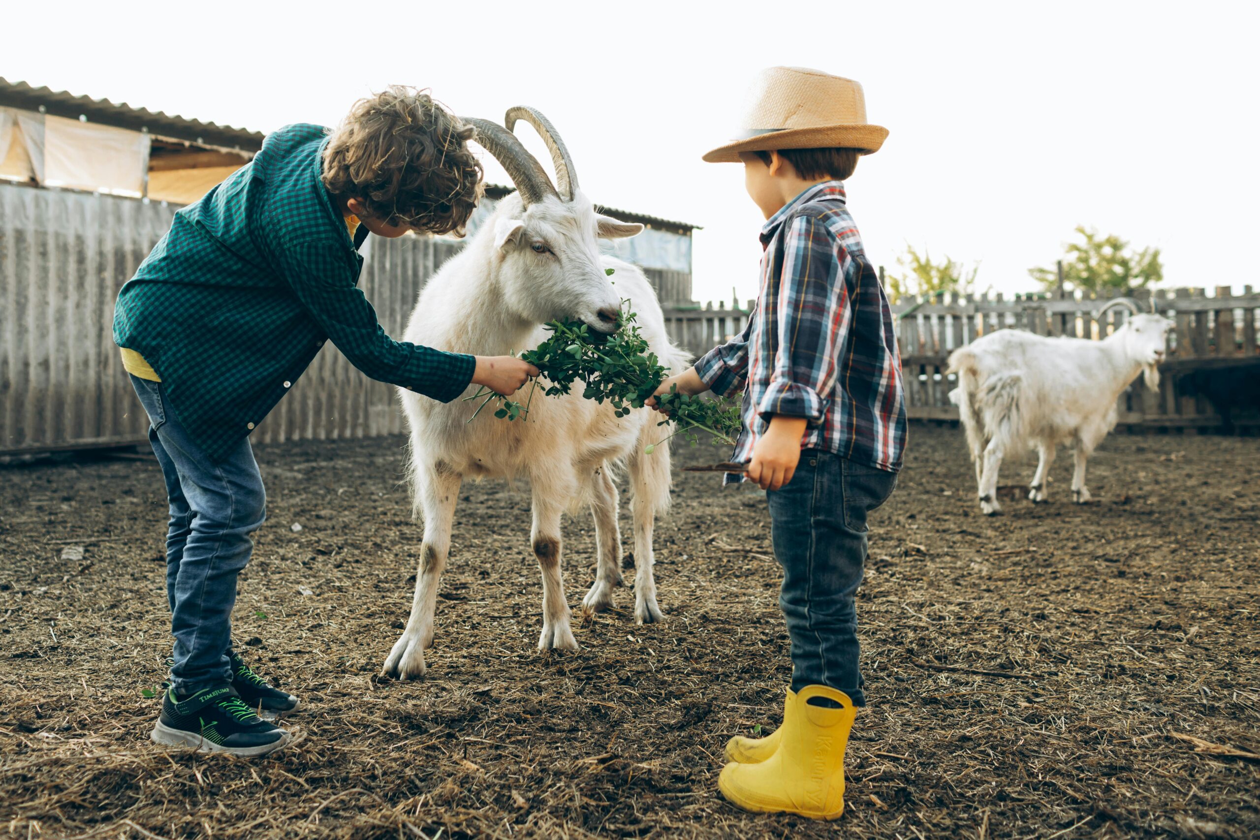 Meet the Animals: Family-Friendly Farms Worth the Visit